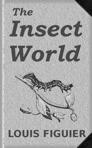 The Insect World