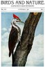 Birds and Nature, Vol. 12 No. 4 [September 1902]