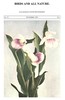 Birds and All Nature, Vol. 6, No. 4, November 1899