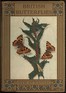 British Butterflies