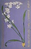 The Heart of Hyacinth